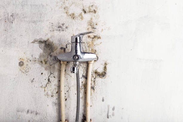 Best Bathroom Mold Remediation in Newport, DE
