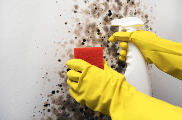 Newport, DE Mold Remediation Company