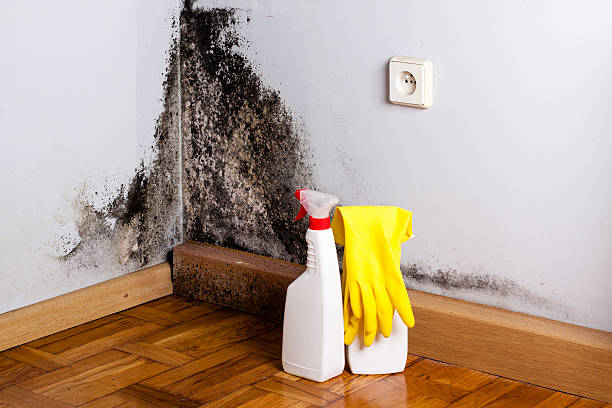 Best Insurance-Related Mold Remediation in Newport, DE