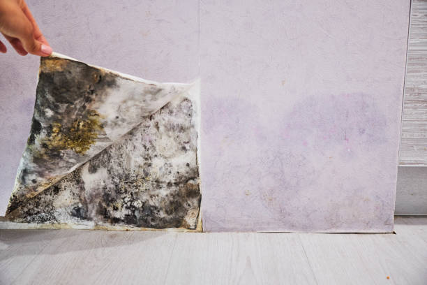 Best Attic Mold Remediation in Newport, DE